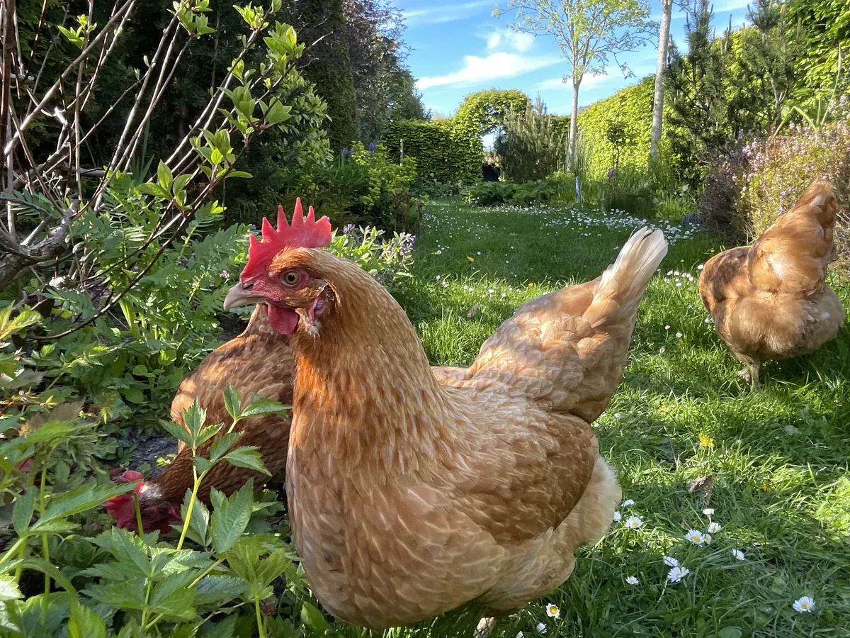 De kippen scharrelen in de ecologische tuin