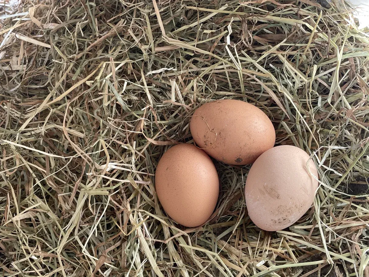 Verse eieren in het nest