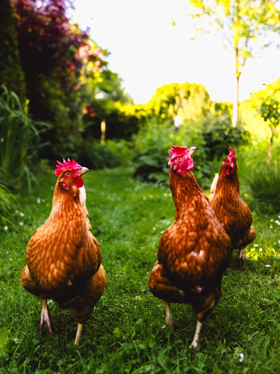 De kippen in de tuin