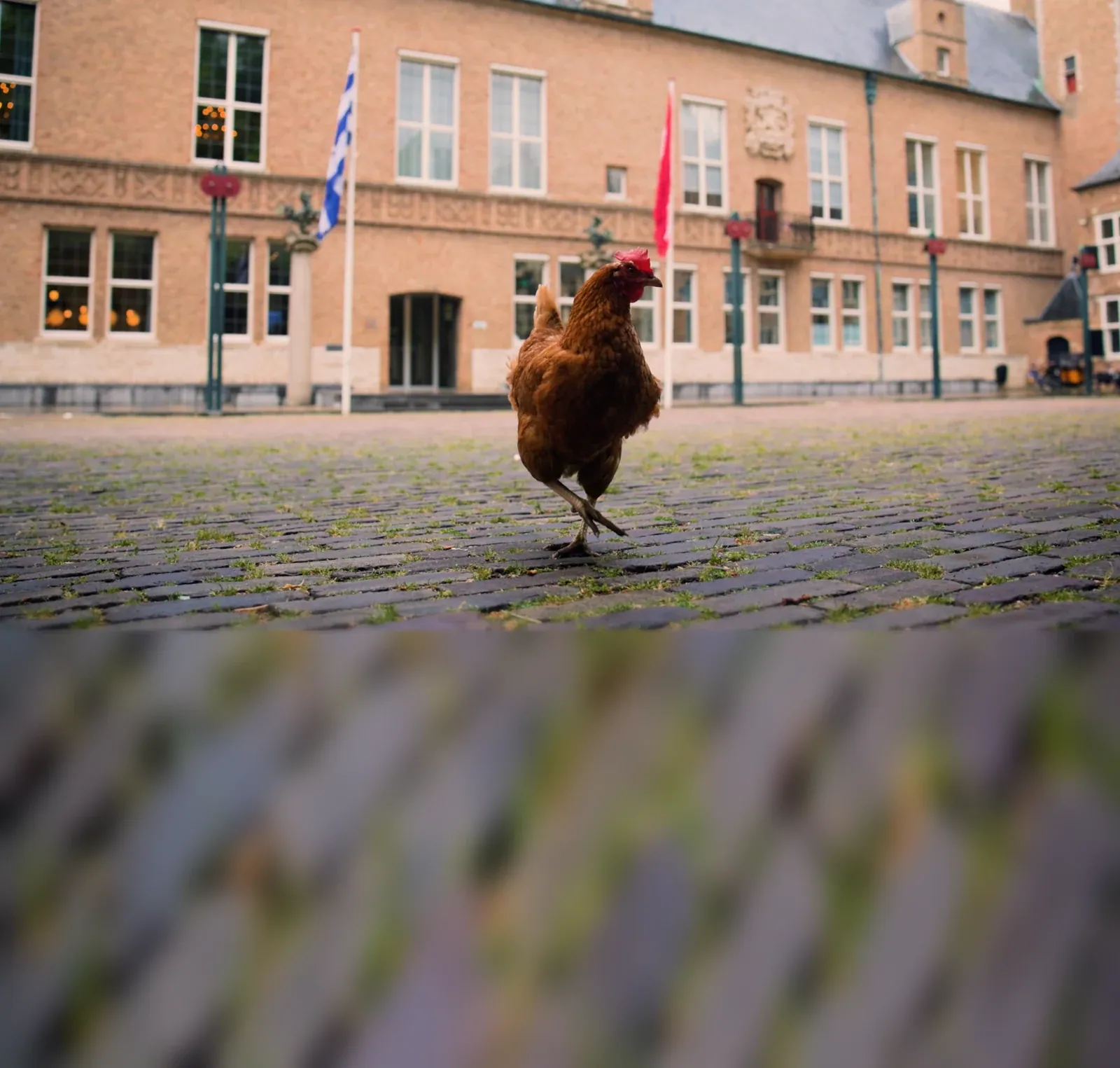 Kip Brownie op het plein voor het Provinciehuis in Middelburg