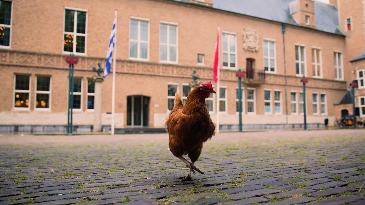 Een kip voor het Provinciehuis in Middelburg