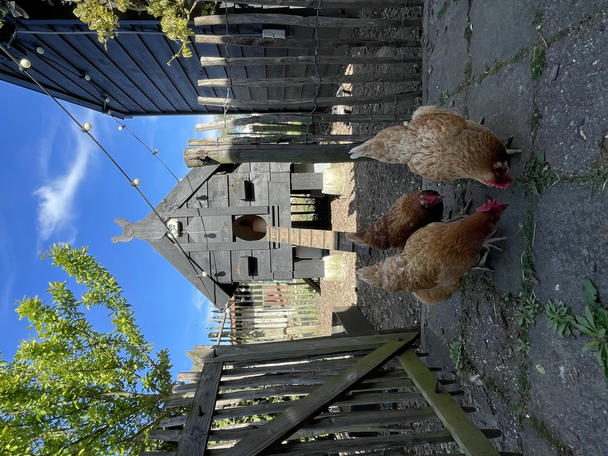 Het kippenhuis 'het verwende nest'