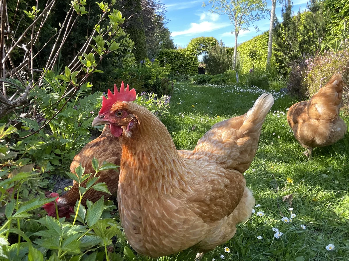 De kippen scharrelen in de ecologische tuin