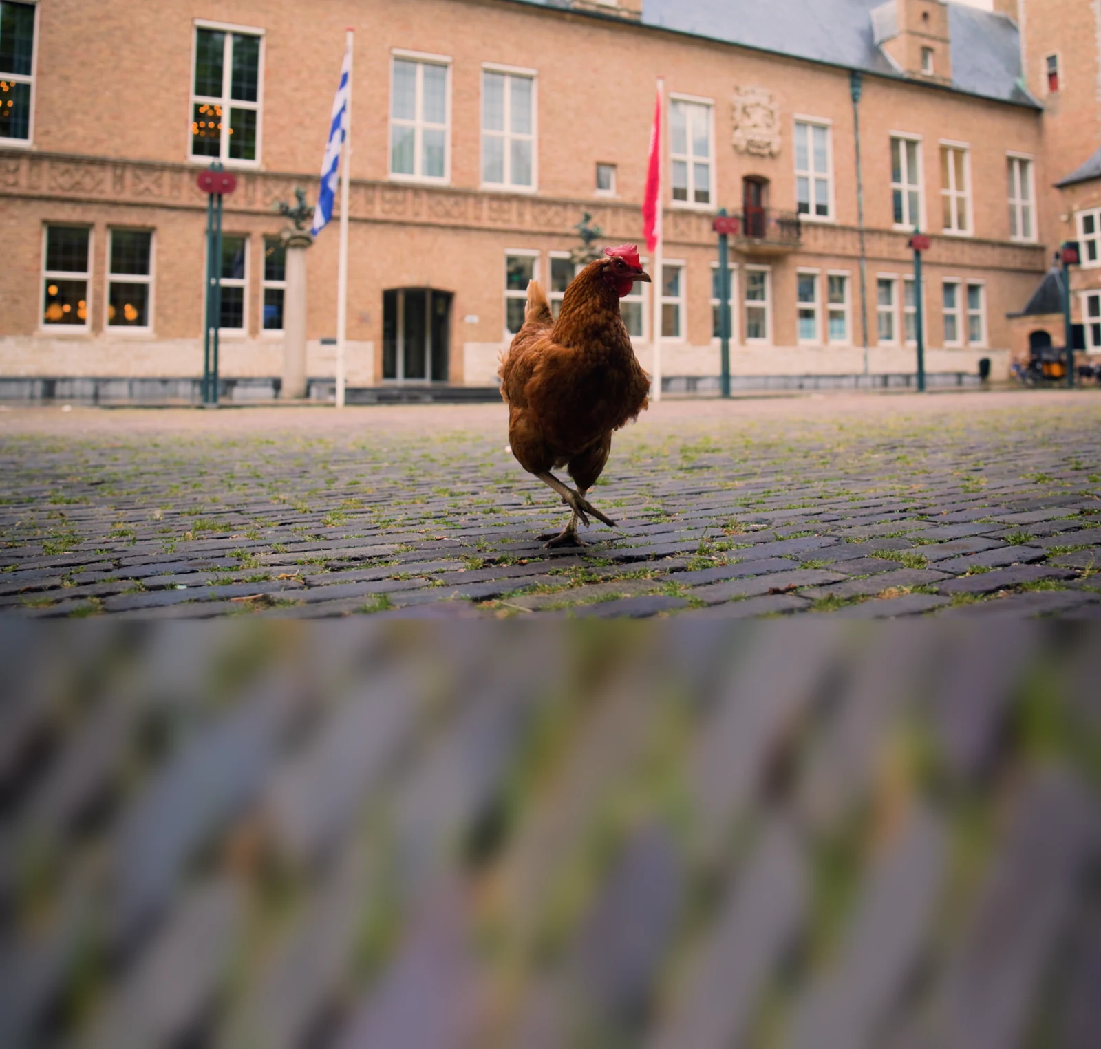 Kip Brownie op het plein voor het Provinciehuis in Middelburg